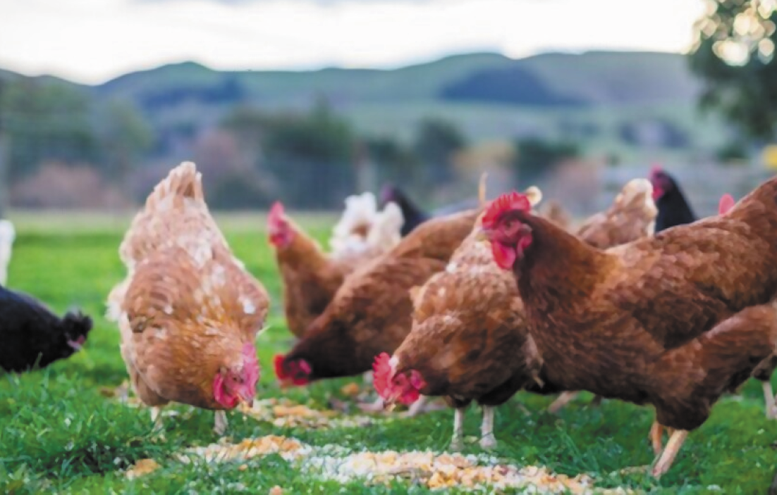 Poultry Sector Continues To Grow